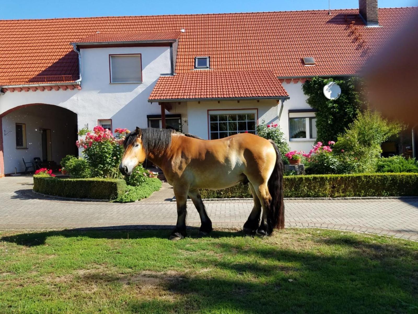 Top-Moderne Ferienwohnung Und Apartments Auf Frueherem Wunderschoenen Bauernhof Im Elbe-Elster-Kreis In Brandenburg Bei Herzberg-Elster, Schoenewalde, Holzdorf Екстериор снимка